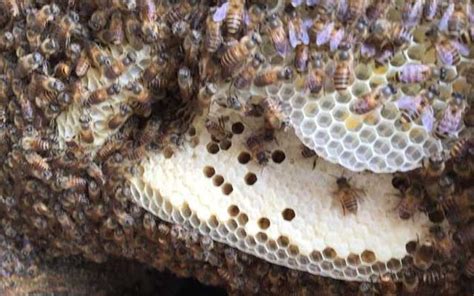 蜜蜂在窗外築巢 微信頭像